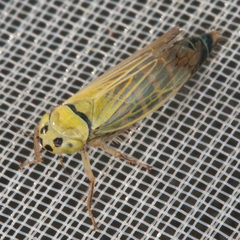 Cicadula quadrinotata