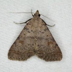 Bleptina caradrinalis