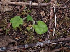 Tellima grandiflora