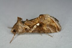 Chrysodeixis includens