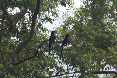 Phoeniculus purpureus