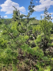 Juniperus deltoides