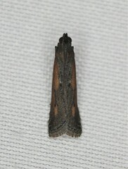 Elasmopalpus lignosella