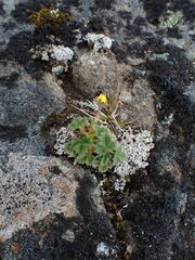 Potentilla villosa