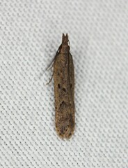 Dichomeris ligulella