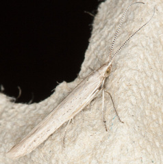 Coleophora adspersella