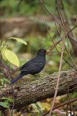 Turdus merula