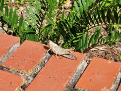 Schistocerca rubiginosa