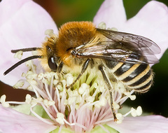 Colletes similis