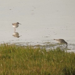 Calidris canutus