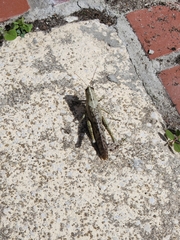 Schistocerca rubiginosa