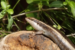 Trachylepis striata