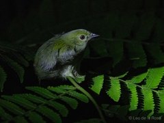 Lepidothrix coronata
