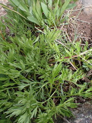 Artemisia norvegica