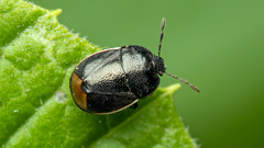 Legnotus limbosus