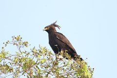 Lophaetus occipitalis