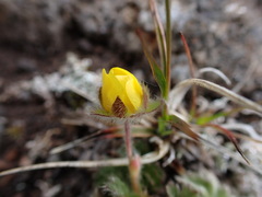 Potentilla villosa