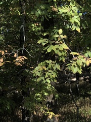 Carya texana