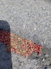 Crassula decumbens