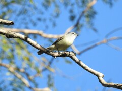Serpophaga griseicapilla