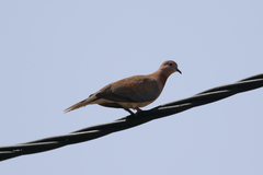 Streptopelia senegalensis
