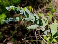 Cerinthe minor