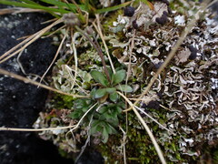 Draba verna