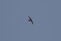 Cypsiurus parvus