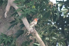 Lybius vieilloti