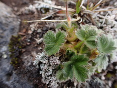 Potentilla villosa