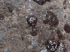 Andreaea