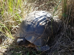 Testudo marginata