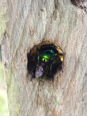 Euglossa
