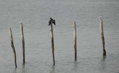 Thalasseus sandvicensis