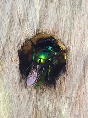 Euglossa