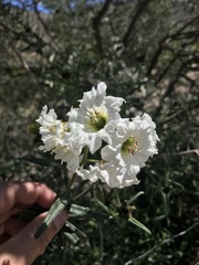 Cordia decandra
