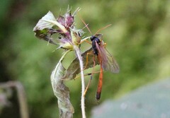 Therion circumflexum