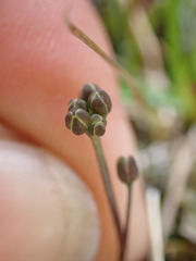 Draba verna