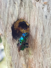 Euglossa