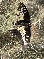 Papilio polyxenes rudkini