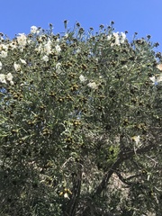 Cordia decandra