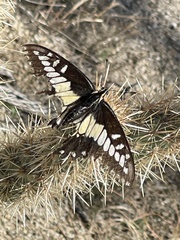 Papilio polyxenes rudkini