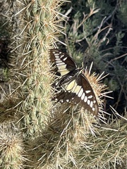 Papilio polyxenes rudkini