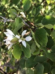 Bauhinia lunarioides