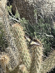 Papilio polyxenes rudkini