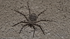 Selenops