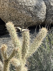 Papilio polyxenes rudkini