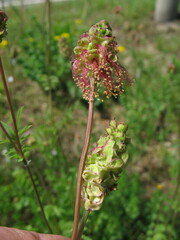 Sanguisorba minor