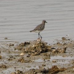 Pluvialis squatarola