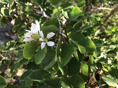 Bauhinia lunarioides
